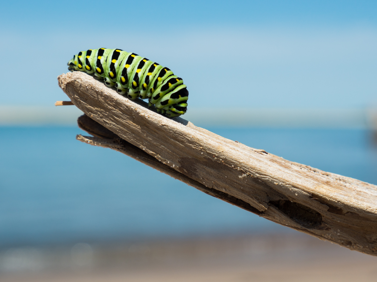 Substack banner for @caterpillar