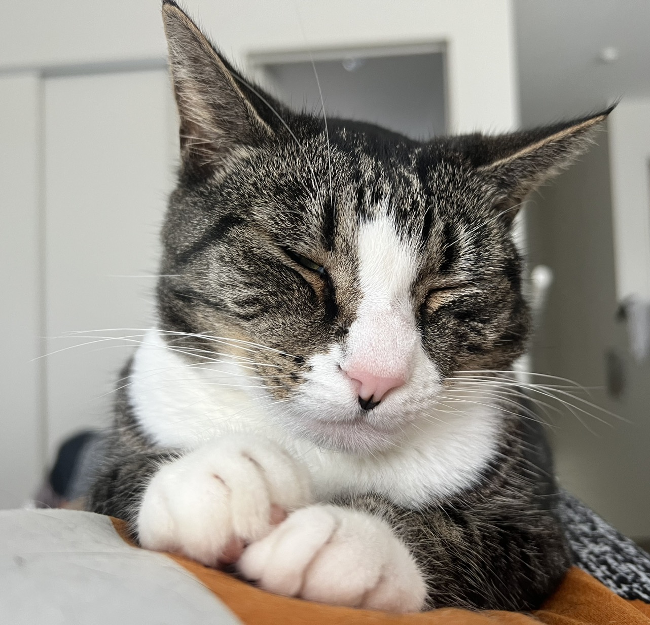 Lumentum Holdings Inc. #LITE - 大叔美股筆記Uncle Stock Notes