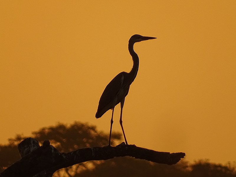 File:Heron melanocephale at sunset.jpg