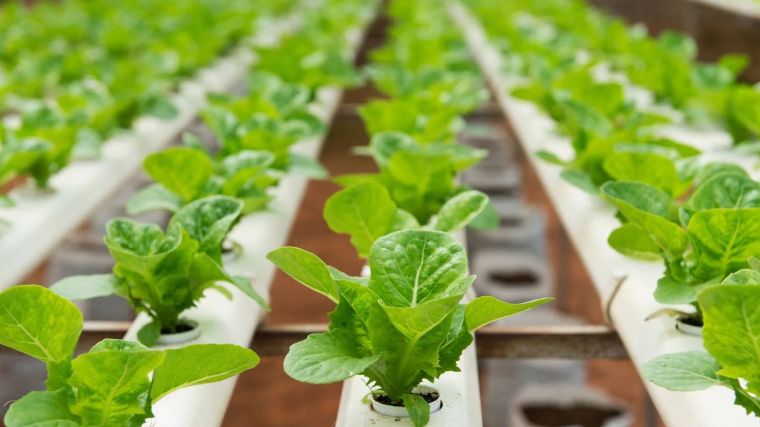 Jewish Invention Myths: Hydroponics