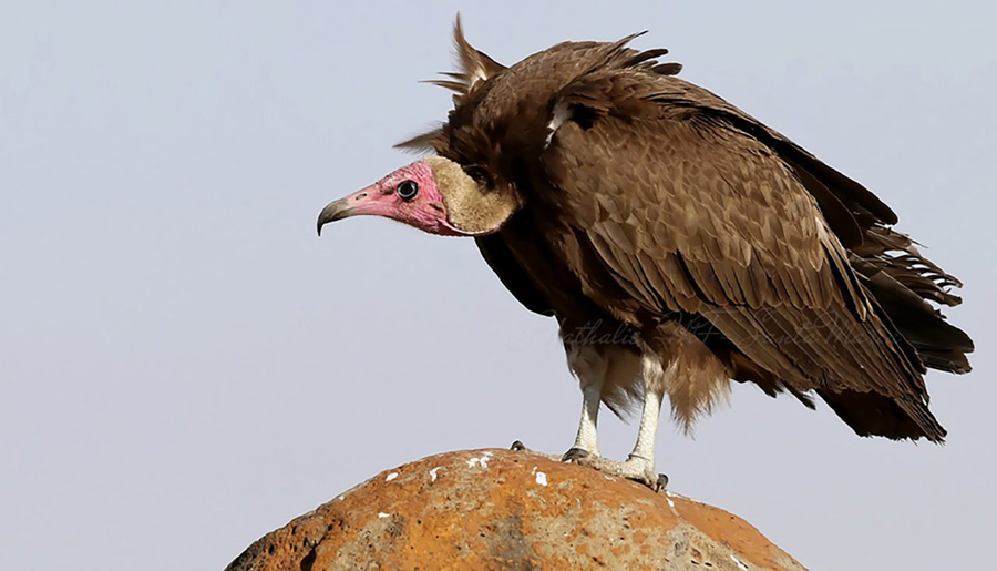 Zubby Newsletter #18: Beware the Vultures