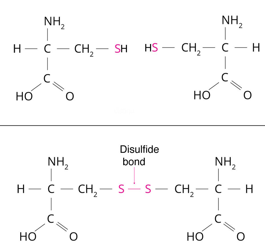 The physics behind curly hair