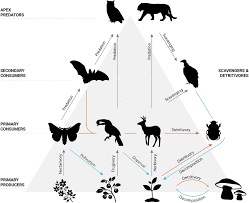 Biodiversity conservation requires integration of species-centric and  process-based strategies | PNAS