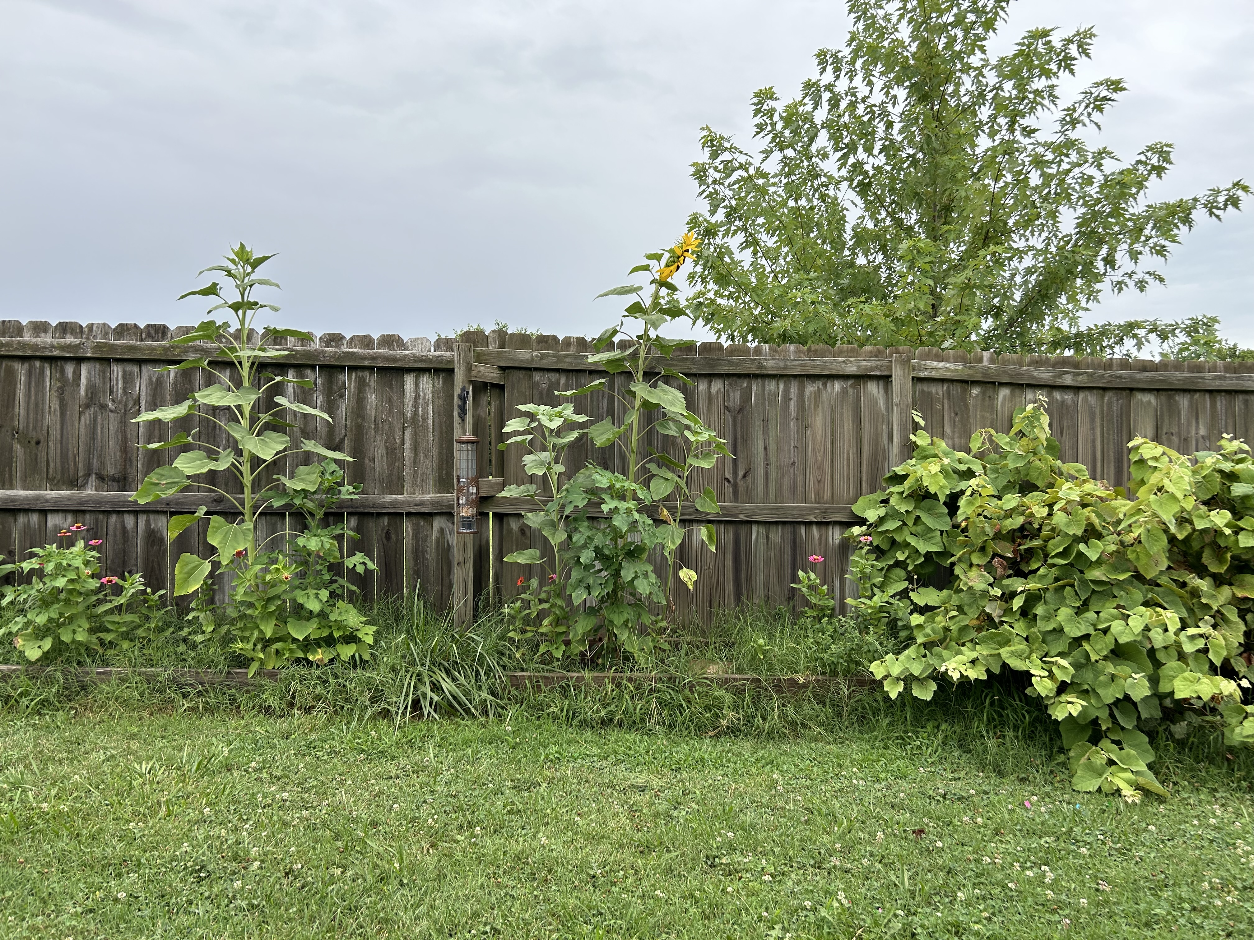 Overgrown garden beds full of tall grass and weeds with sunflowers and zinnia towering above.
