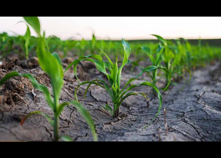 takecontrol.substack.com - Dr. Joseph Mercola - Saline Farming Offers a Sustainable Way to Revive Salt-Damaged Soils