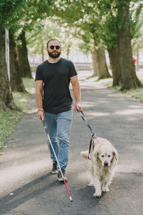 A blind man walking with his guide dog through a green park