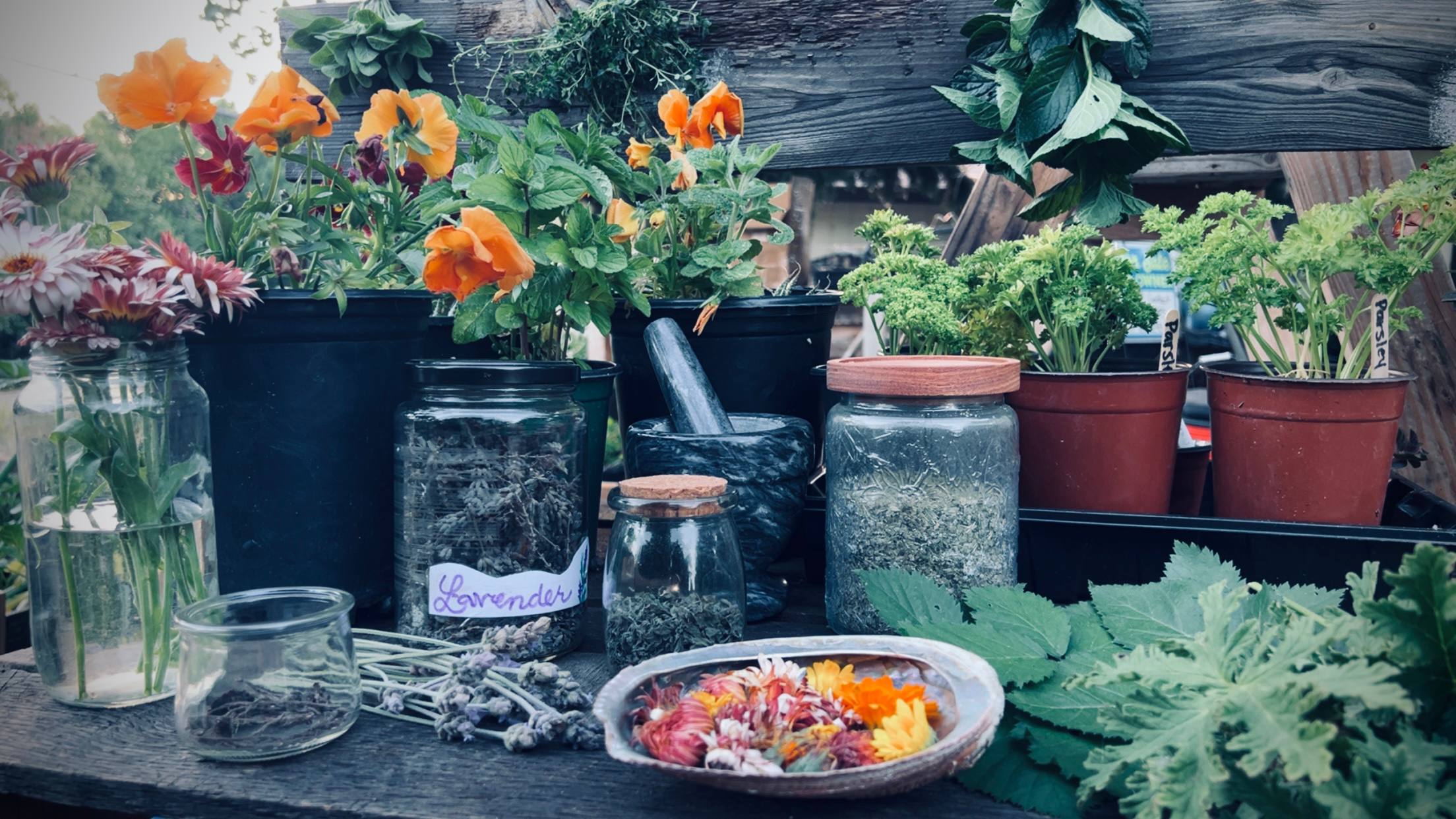 Big Pharma Thinking vs Traditional Herbalism and Holistic Approach