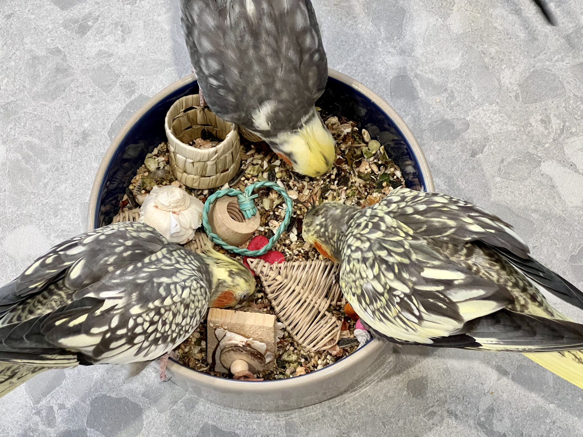 How to Tell If Bird Seed is Bad: Easy Tips to Keep Birds Safe