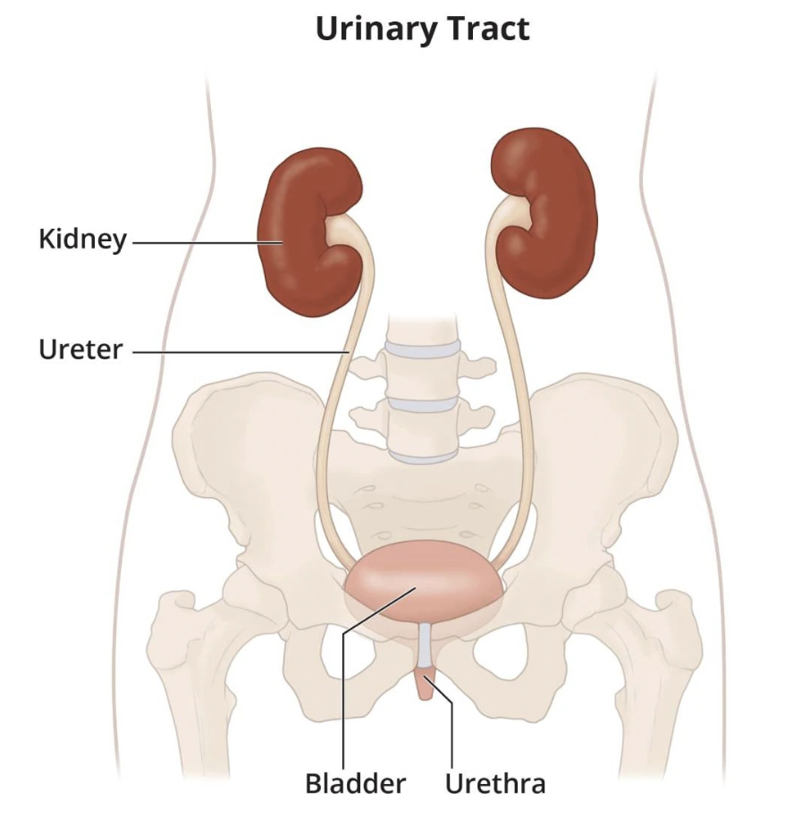 Bladder Cancer: Types and Treatments