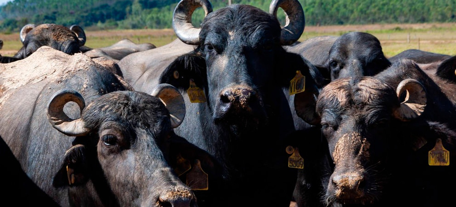 MPF processa Estado de Rondônia e ICMBio por proliferação de búfalos