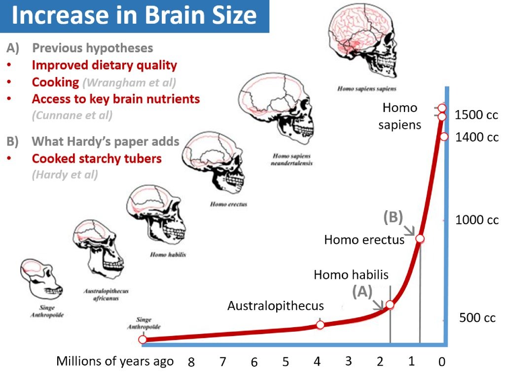 Did cooked tubers drive human evolution? – Rosemary Cottage Clinic Blog