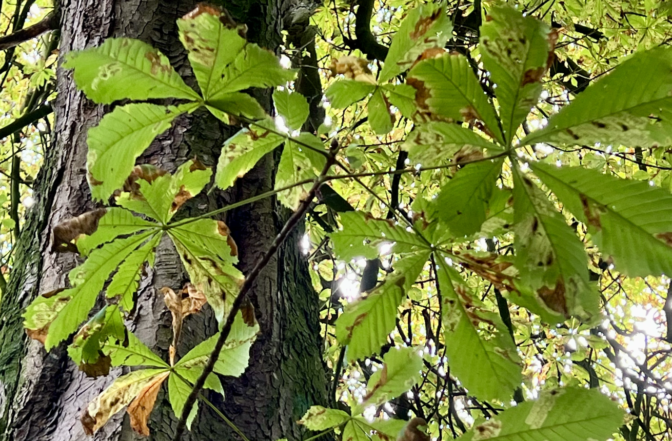 Going Nuts for Conkers: From Childhood Games to World Championships