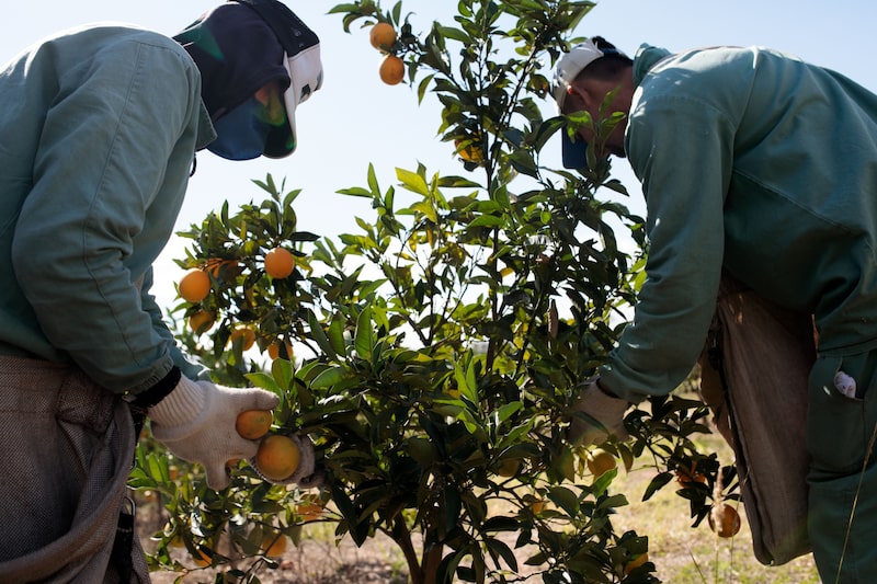 Tarifa de Trump ao Brasil gera crise: Empresa americana de suco de laranja vai à justiça contra medida inconstitucional