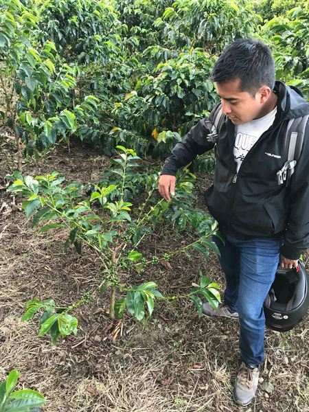 Frank Torres Washed Pink Bourbon