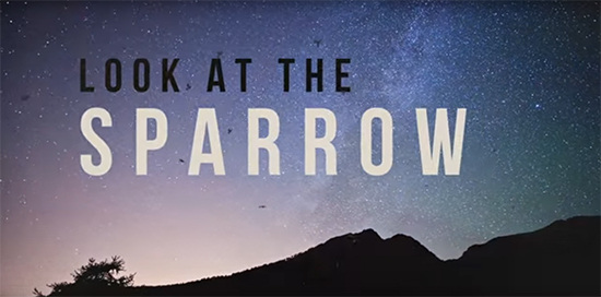 Look at the Sparrow
