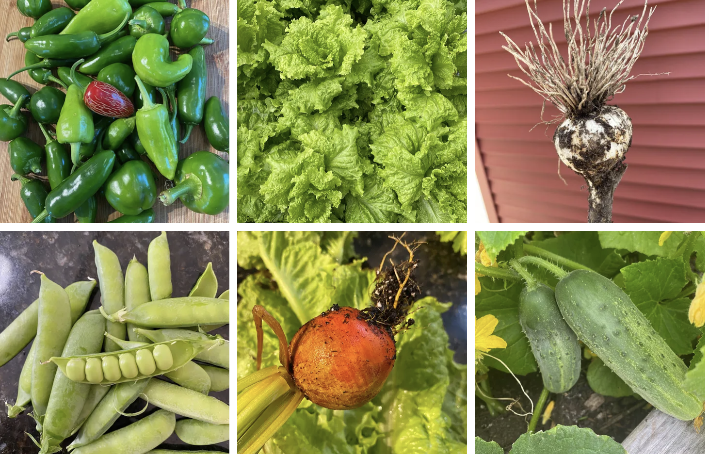 fresh homegrown produce.