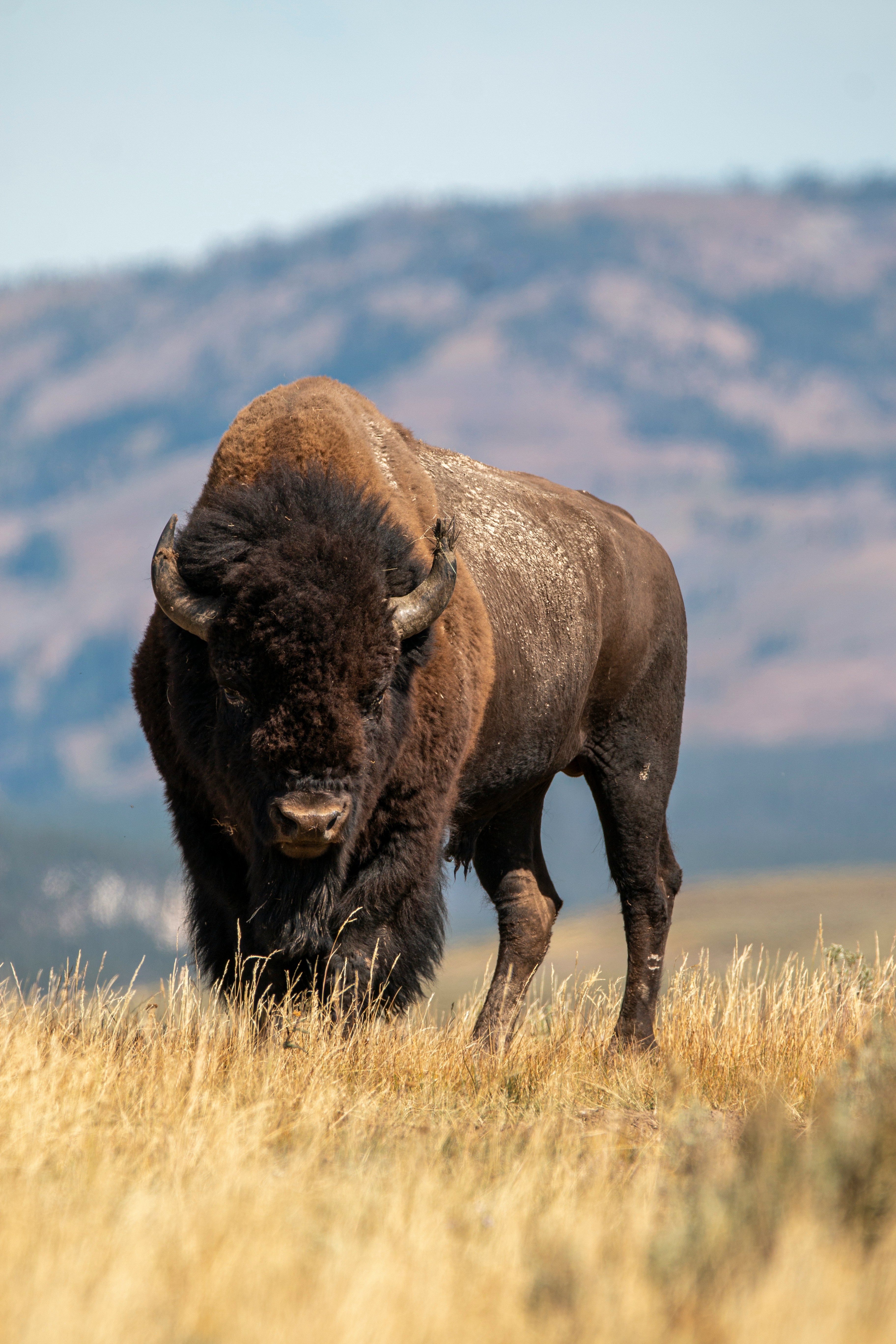 The Silent Strength of the Bison - For the Planet