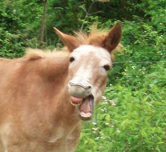 Substack profile picture for @mulejumpers