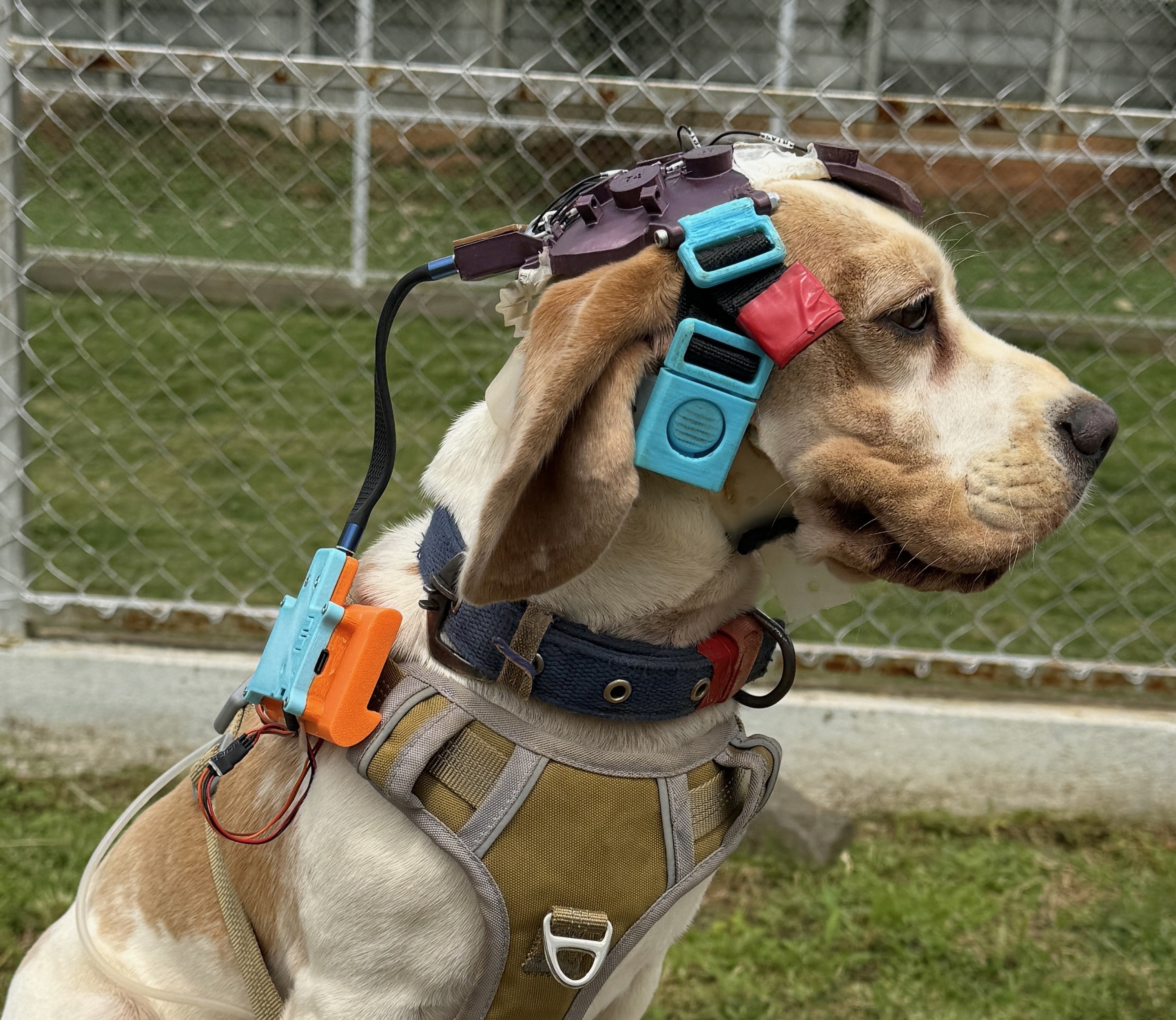 Dogs as deep-est tech