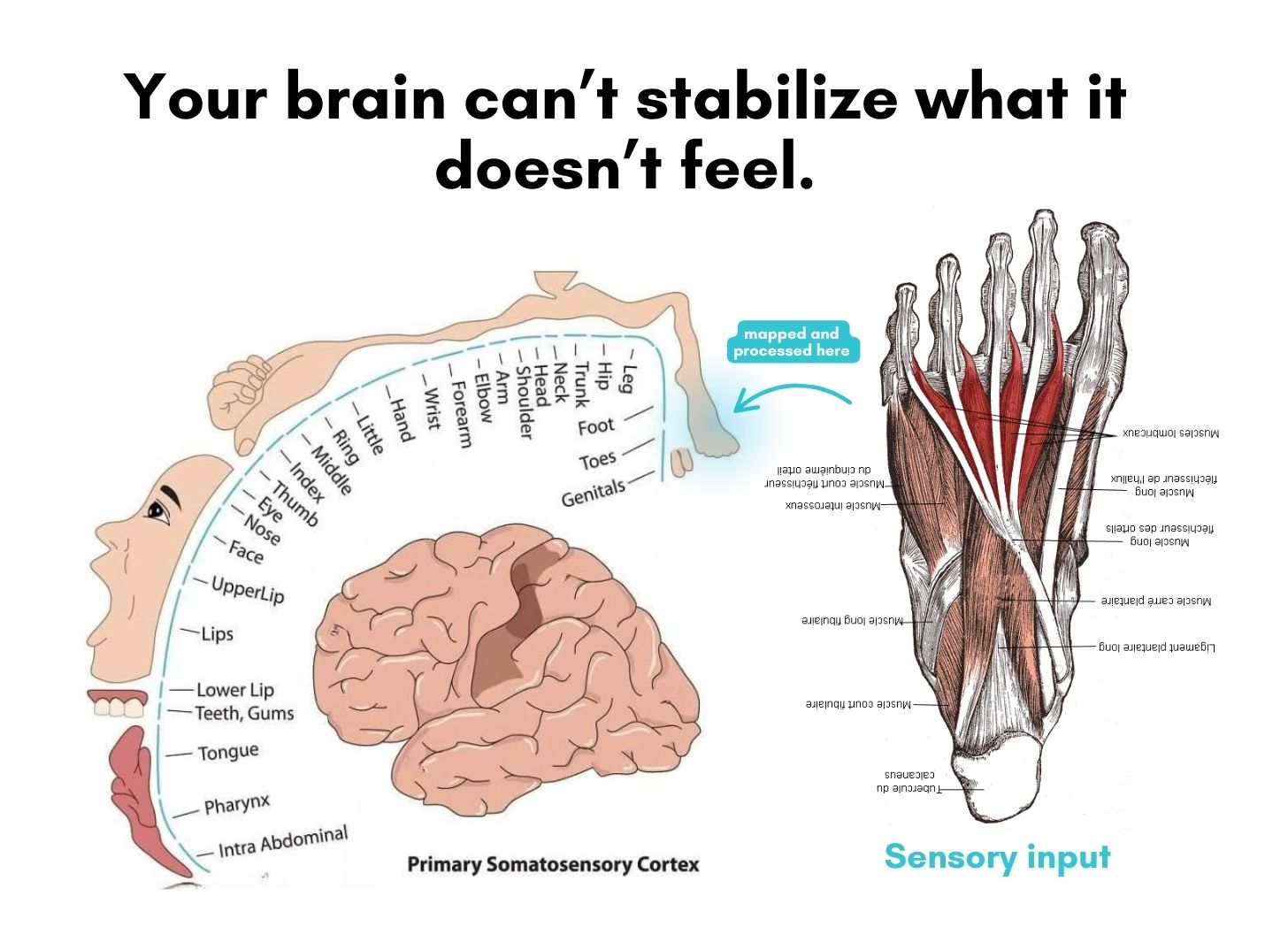 How the Brain Controls Your Foot Position (And What You Can Do About It)