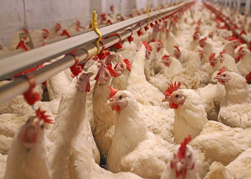 takecontrol.substack.com - Dr. Joseph Mercola - How Industrial Chicken Farming Is Reshaping the Most Common Cause of Food Poisoning