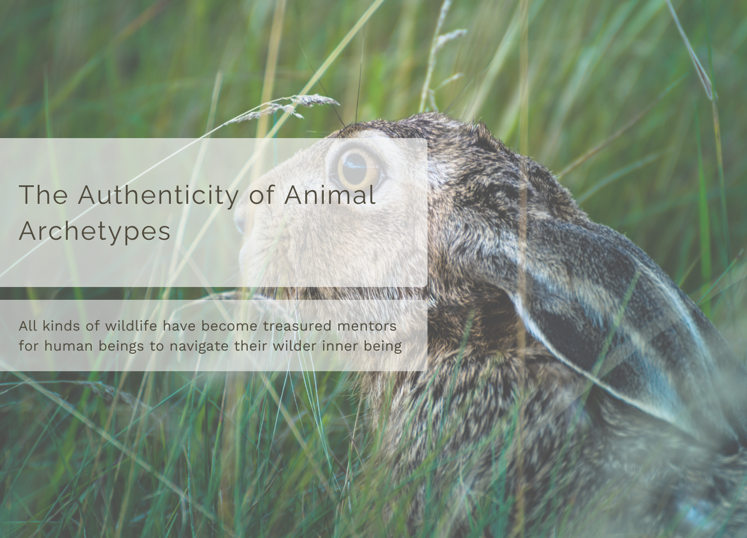 Authenticity Animal The Authenticity of Animal Archetypes - by Sue Cartwright
