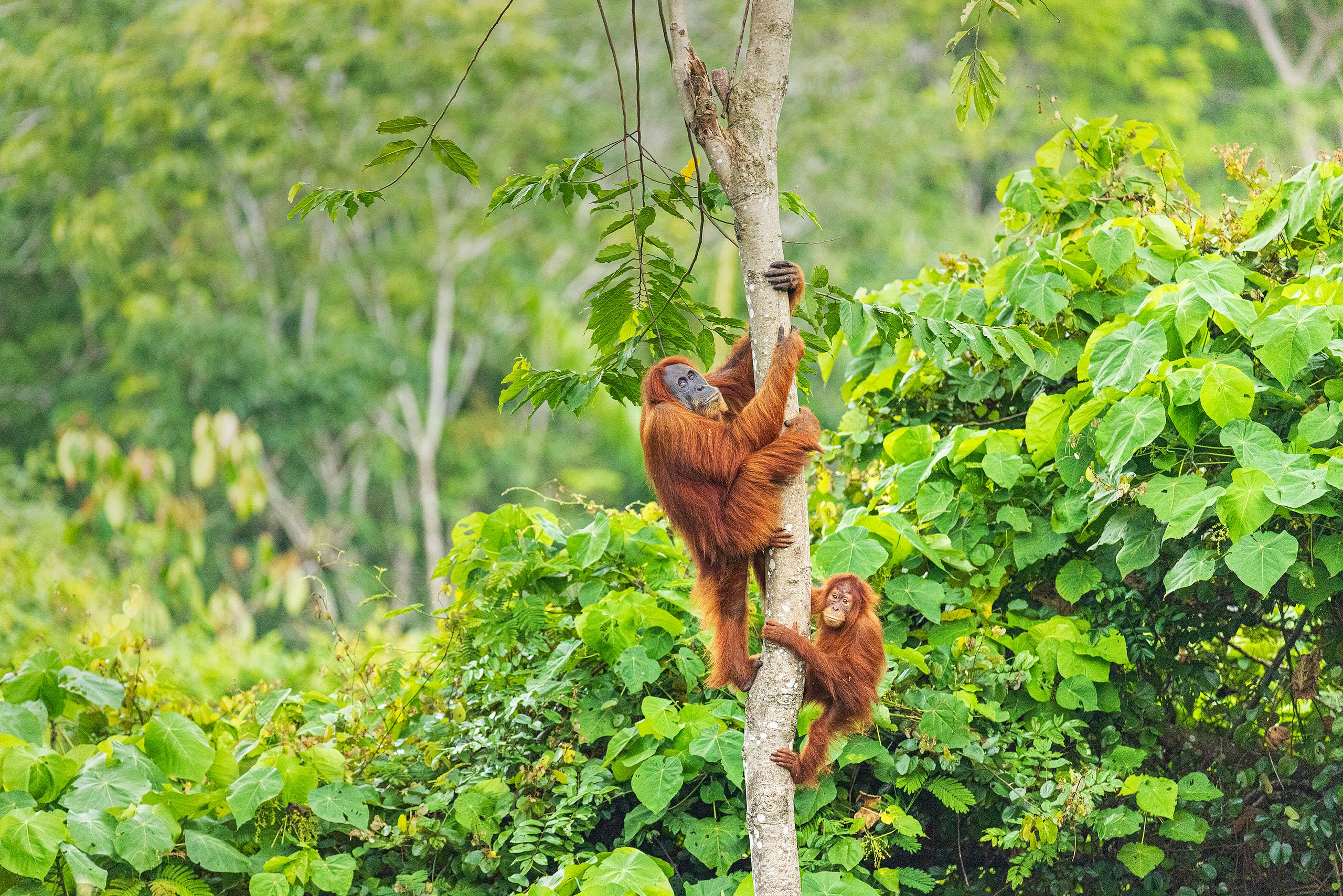 Next stop: Orangutans | The Wildlife Collective