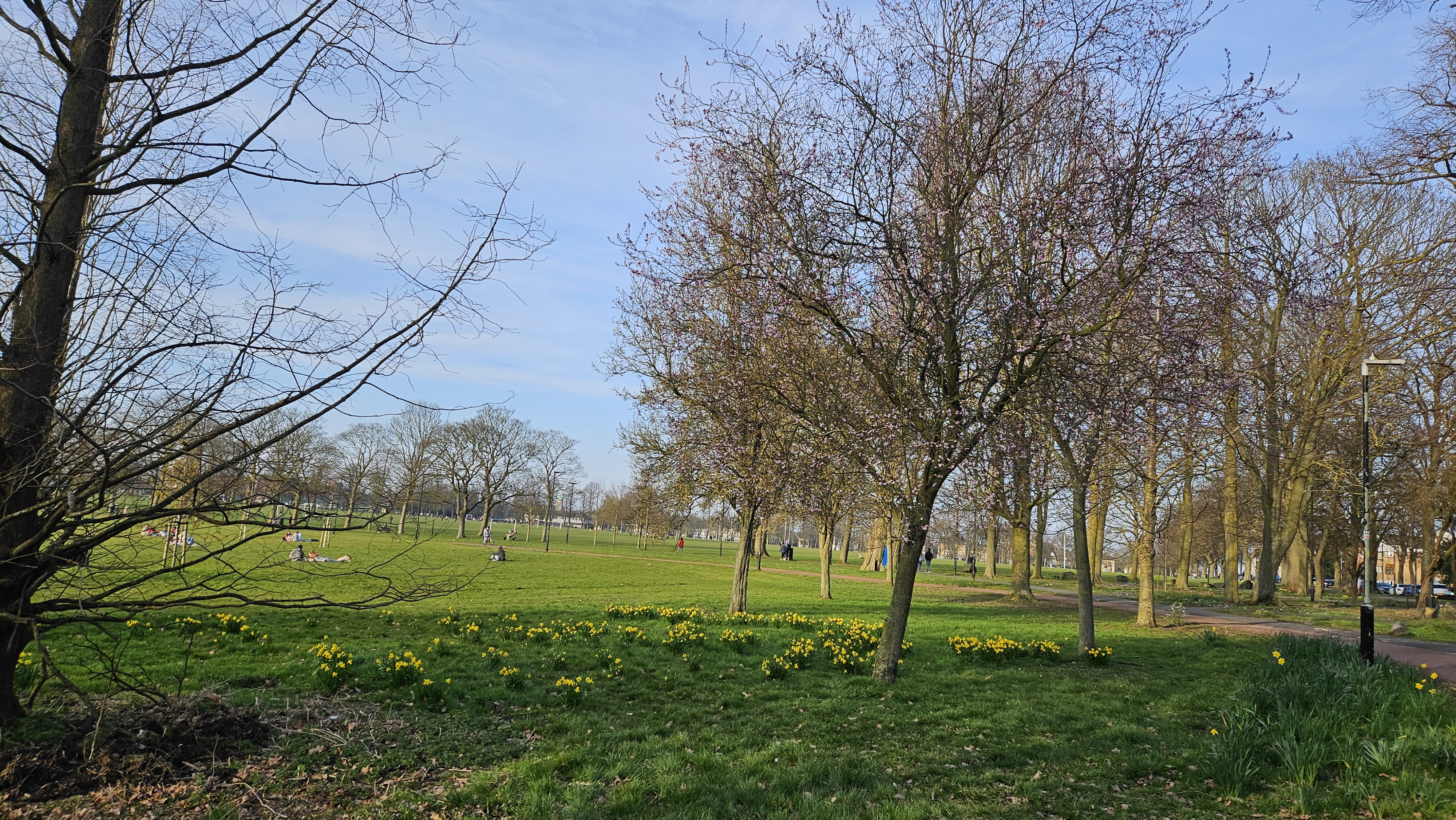 Primavera en Leicester, UK. Césped verde, narcisos amarillos, gente en el pasto y árboles floreciendo.