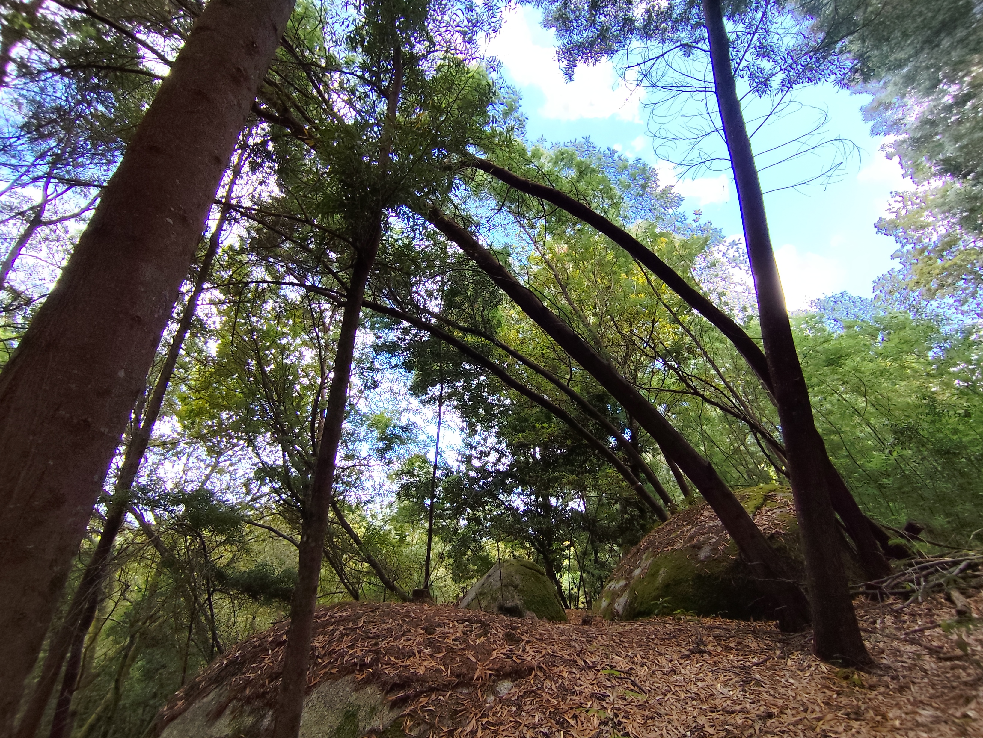 Bendy trees
