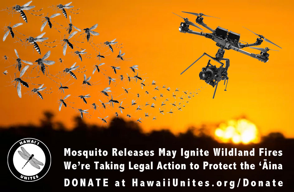 Mosquitoes on Maui Can We Trust Hawai'i’s Government?