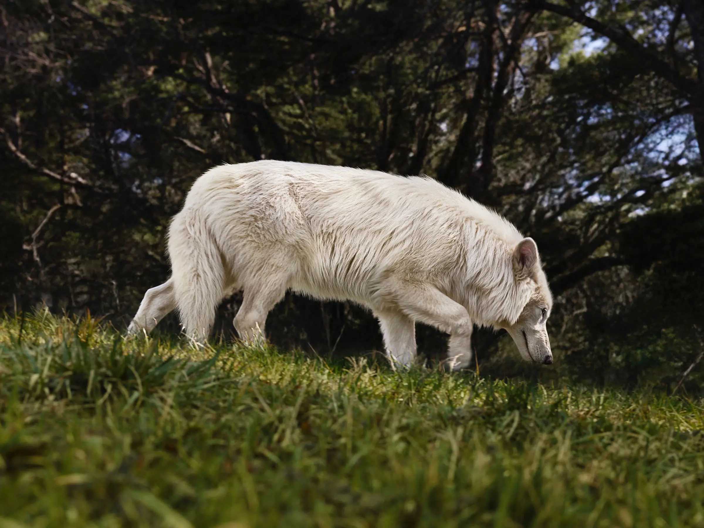 Lobos extintos há 10 mil anos voltam à vida em experimento revolucionário