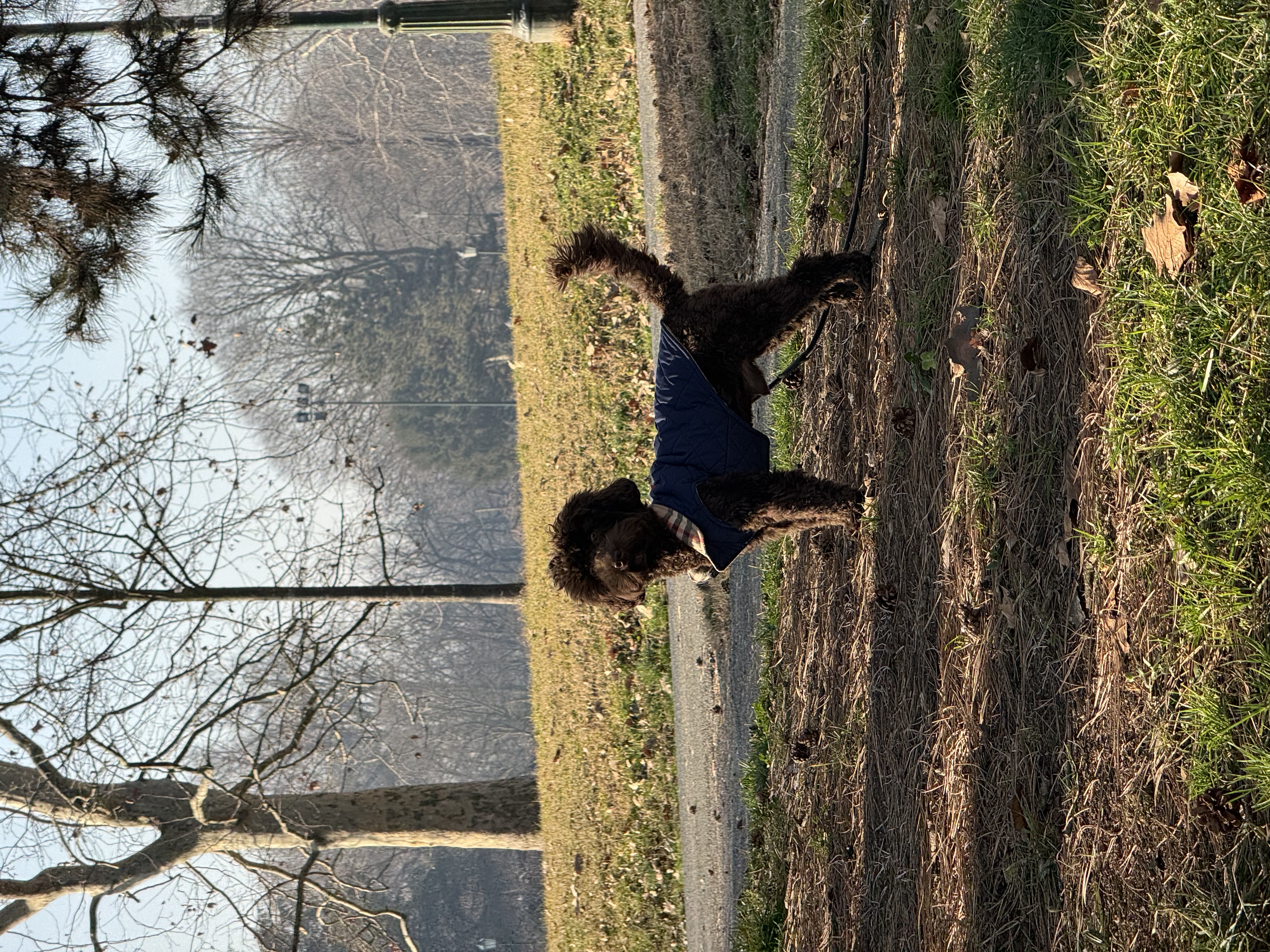 Un anno con un barboncino nano a Torino