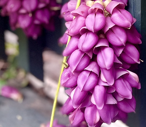 mucuna cyclocarpa purple jade vine spectacular flowers