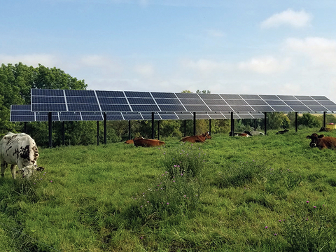 Cattle resting grazing under solar panels in a field.