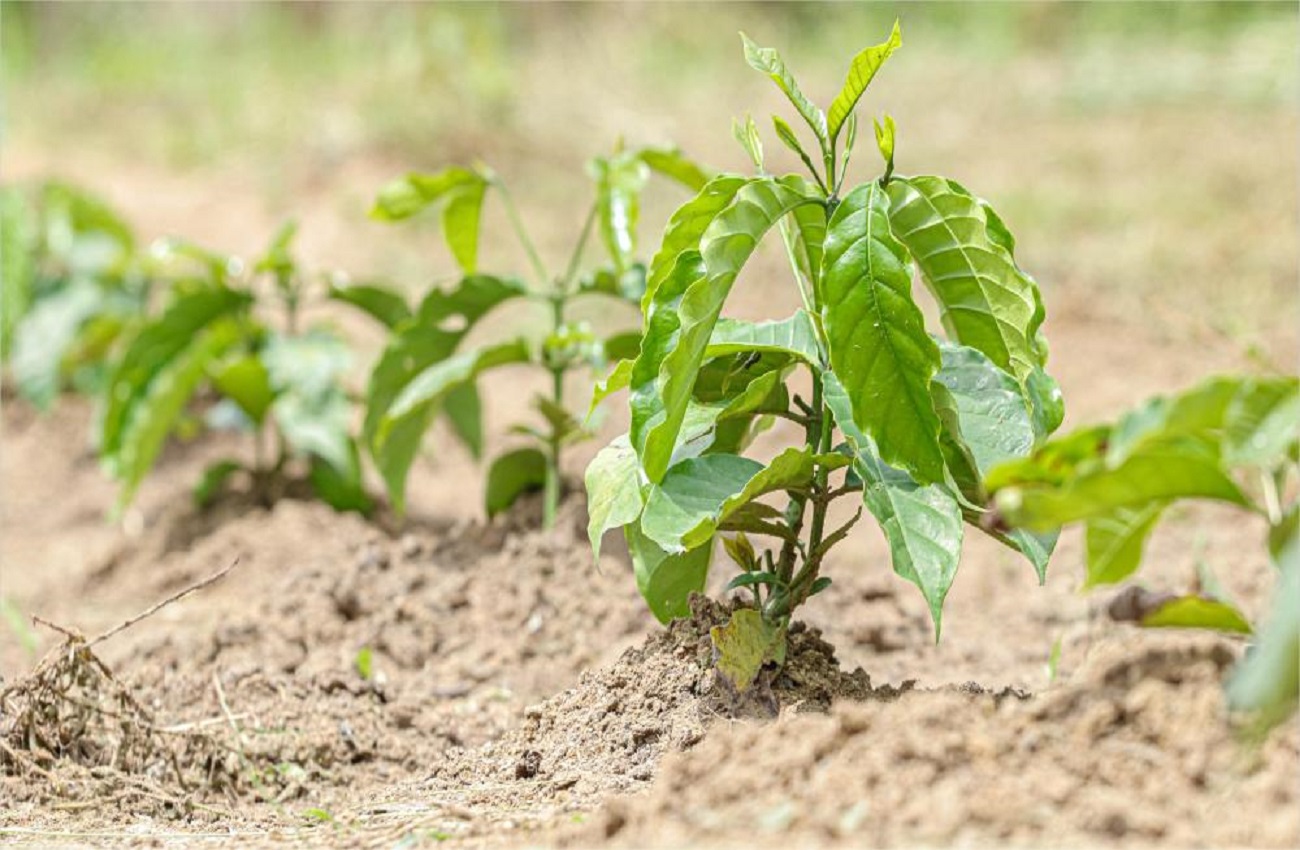 Alex Redano indica distribuição de mudas de café e calcário para Primavera de Rondônia