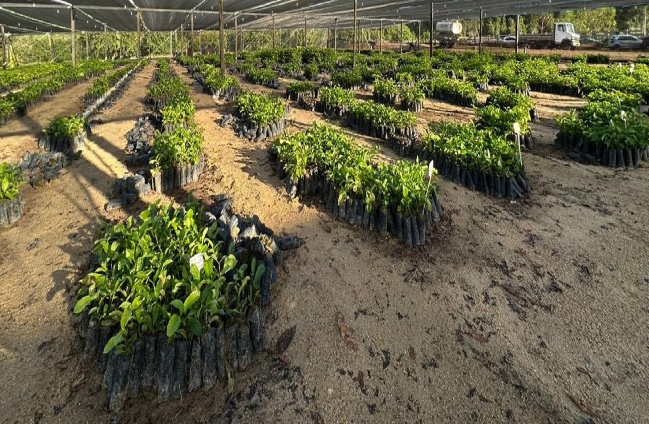 Deputado Alan Queiroz entrega 37 mil mudas de café clonal para produtores de Candeias do Jamari