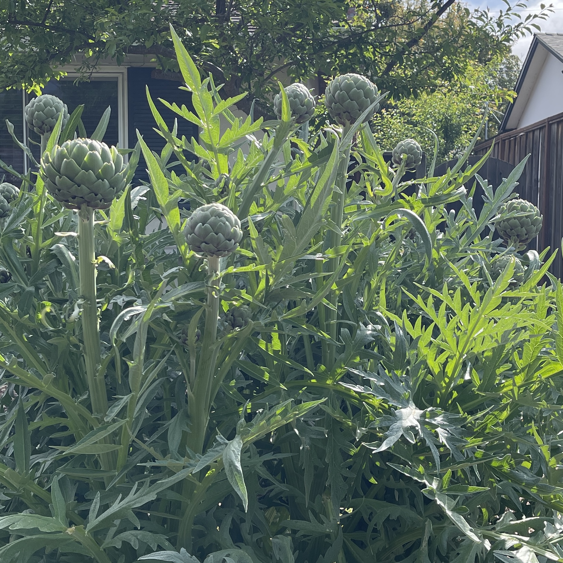 Artichokes Are Easy to Grow and Simple to Cook