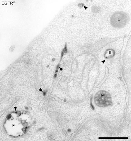 Biochemistry_Page_319_Image_0005.jpg Biochemistry_Page_319_Image_0005.jpg