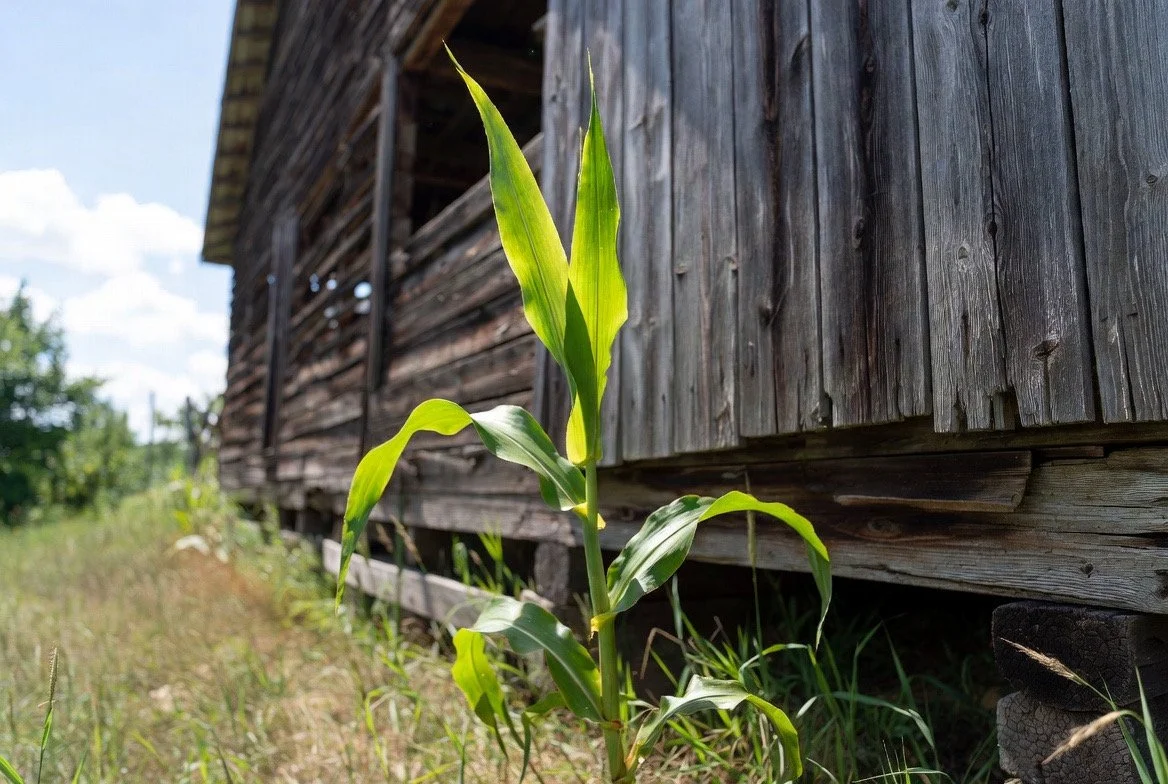 A stalk of volunteer corn next to an old farm building