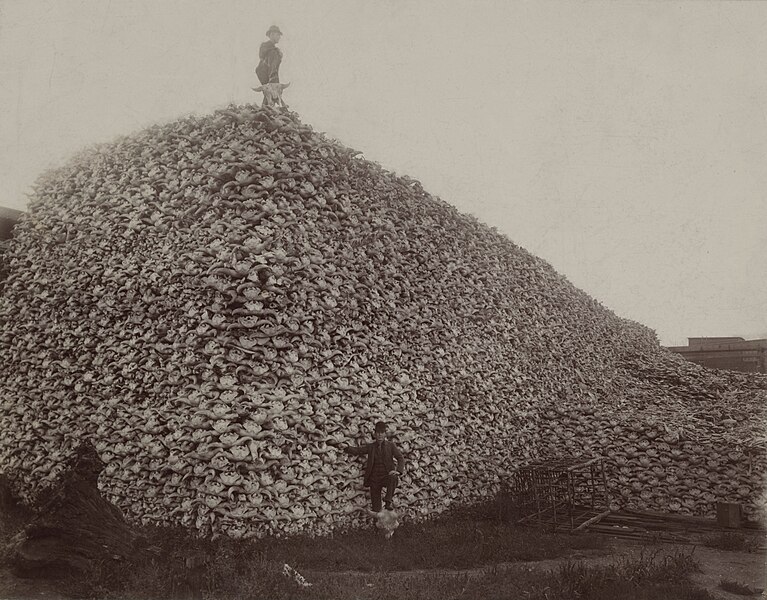 The Great Bison Decline: How Westward Expansion Devastated America’s ...