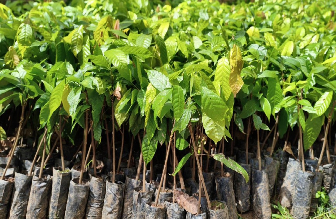 Alan Queiroz destina 3 mil mudas de cacau para produtores de Buritis