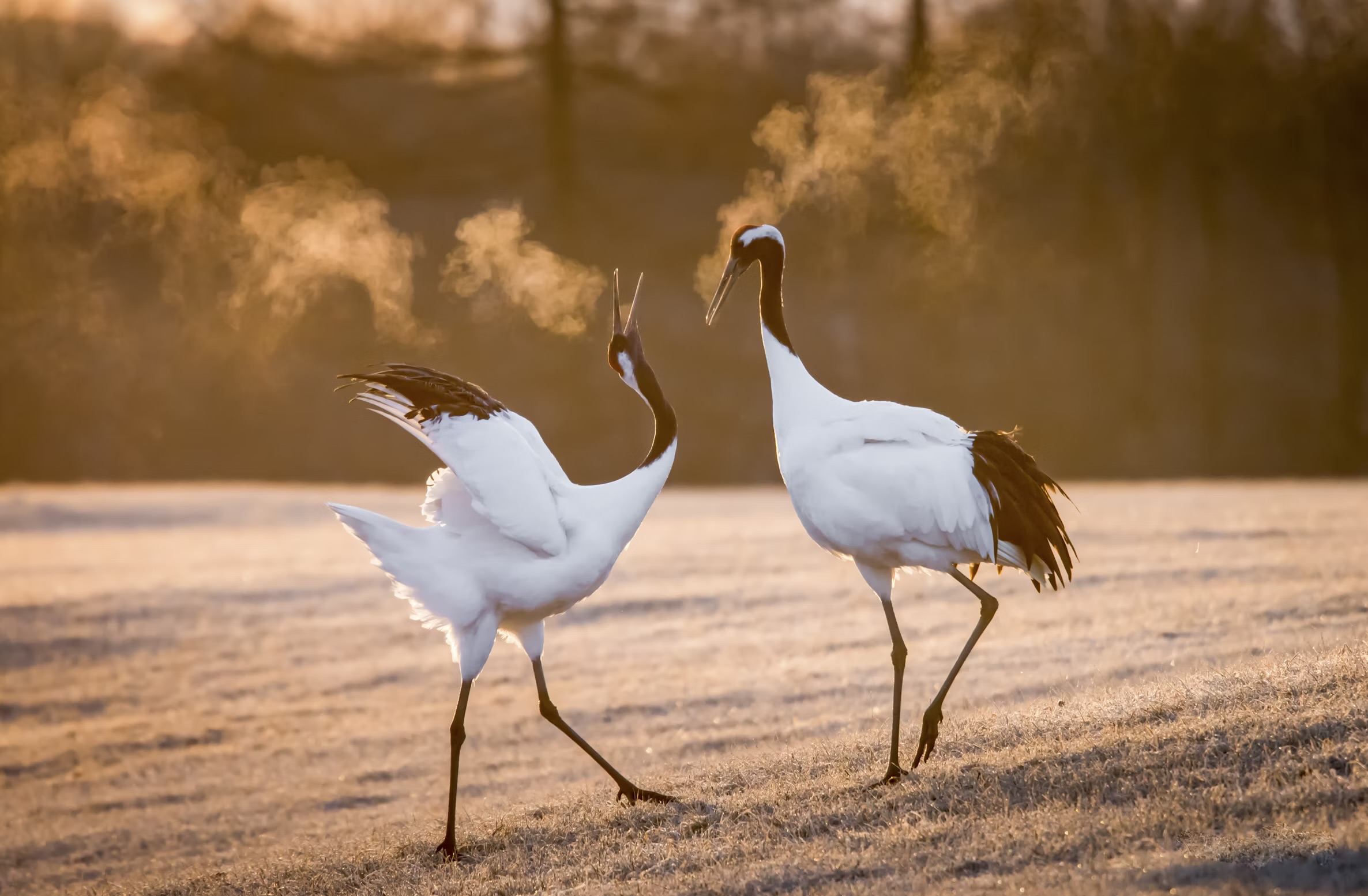 dancing cranes in nature - representing the ecology of the zodiac series