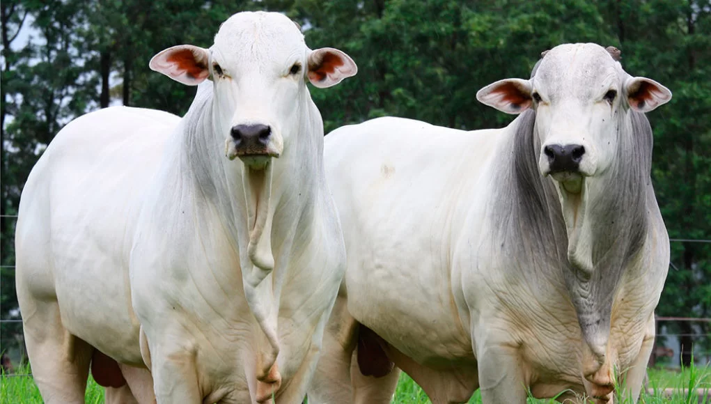 Minerva Foods: como o segundo maior frigorífico do Brasil lucra com práticas controversas na Amazônia