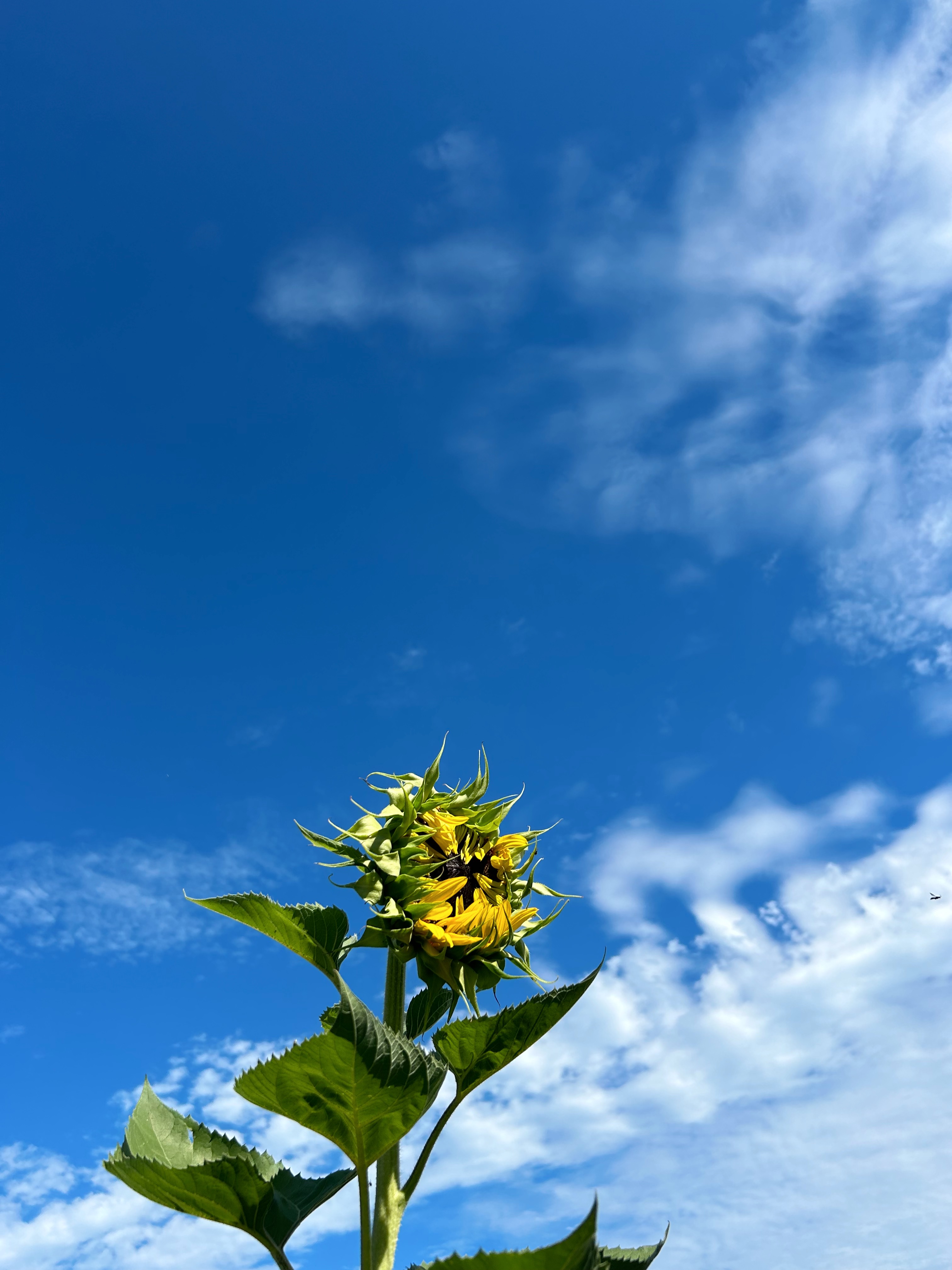 Sunflower bud against bright blue sky.