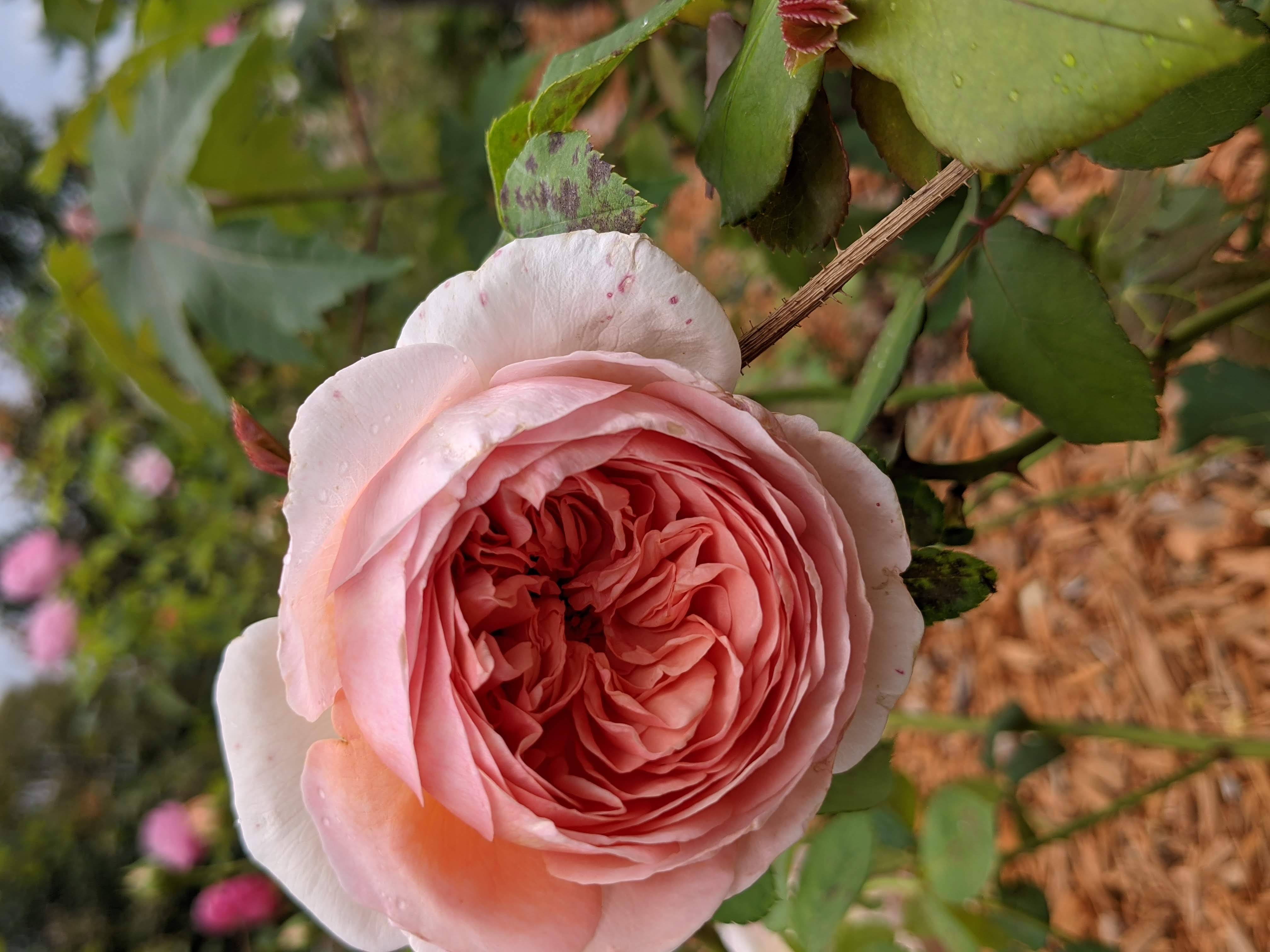 A large, single, coral-pink 'old-fashioned' rose.