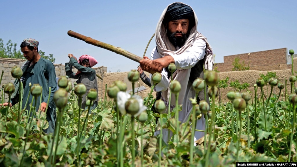 Taliban security personnel destroy a poppy plantation in Sher Surkh village of Kandahar Province in April.