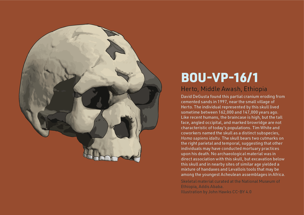Fossil profile: BOU-VP-16/1 and mortuary practice