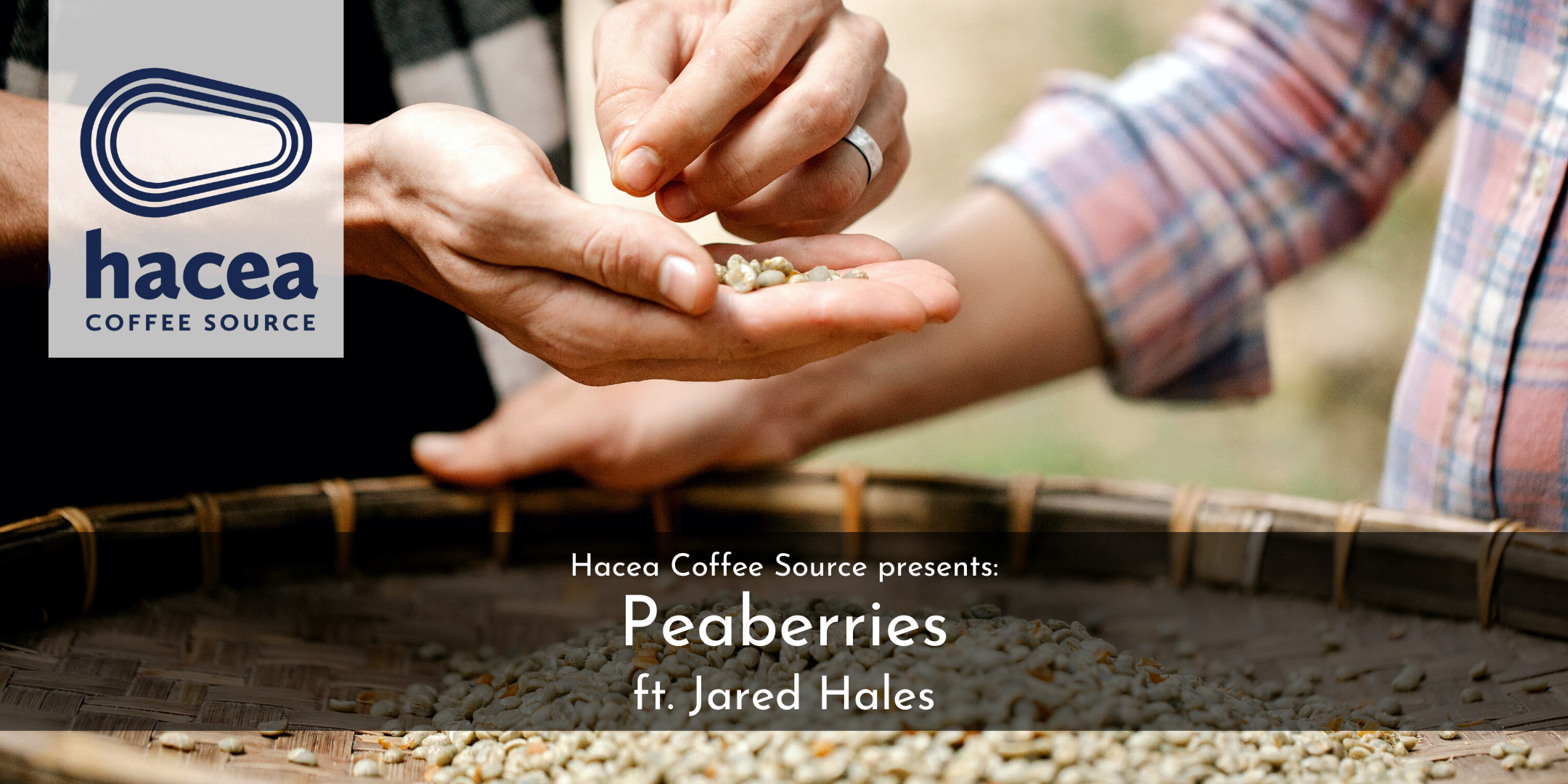 Hacea's Green Coffee Column: November