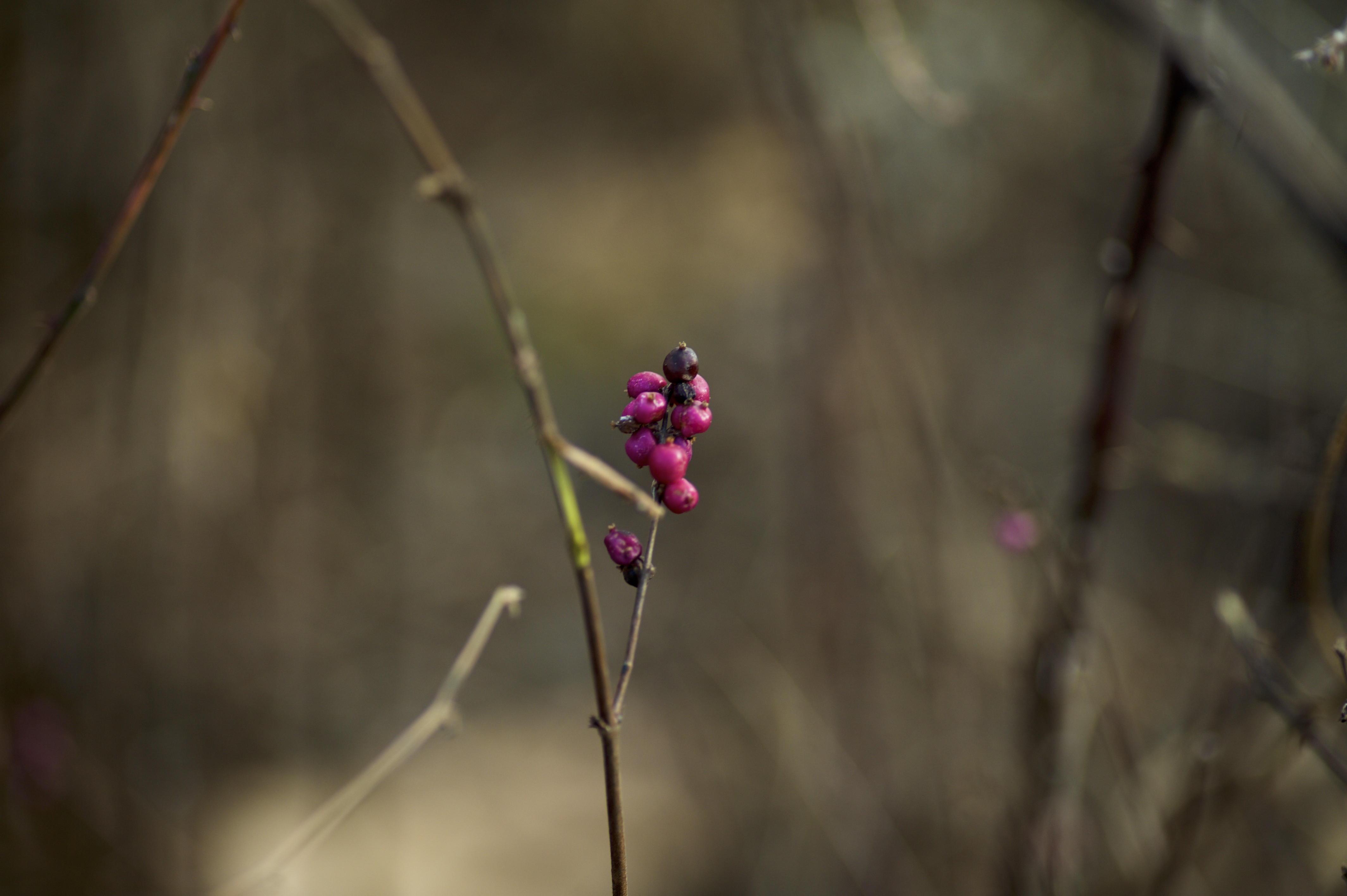 Same Not Same, Canon EOS 5D, 80mm