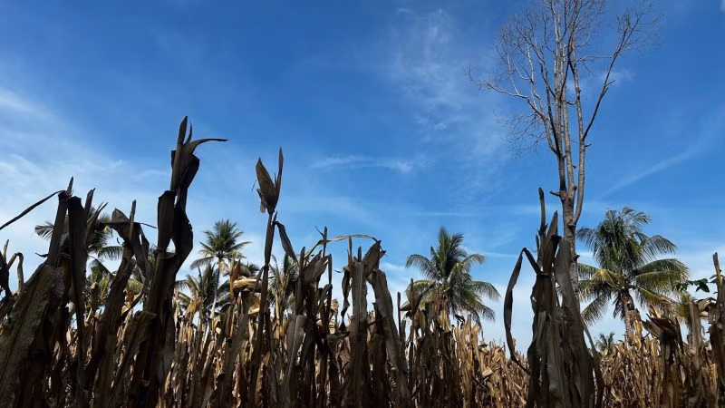 The Most Socialist System in America Is the One Feeding Us—and It’s Failing